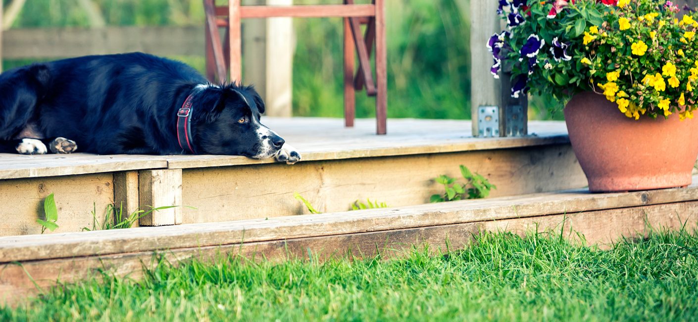 A border collie sat on the deck of a glamping lodge