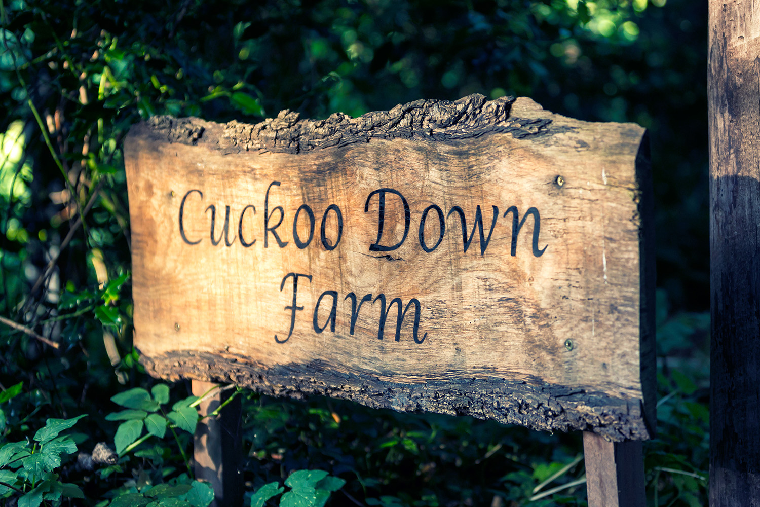 Wooden sign reading Cuckoo Down Farm