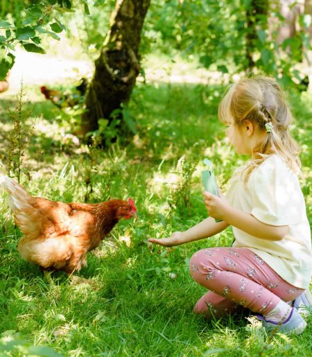 Girl feeding chickens whilst on farm glamping holiday in devon
