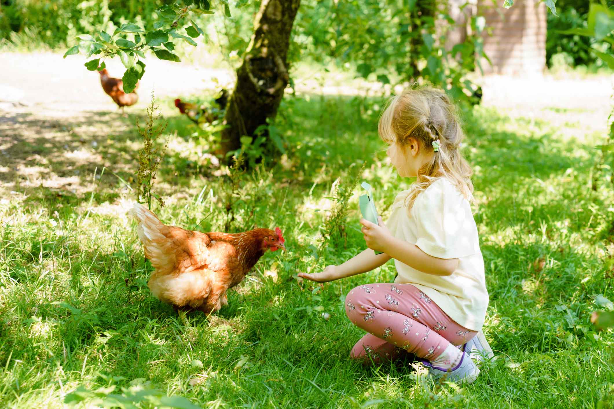 Girl feeding chickens whilst on farm glamping holiday in devon