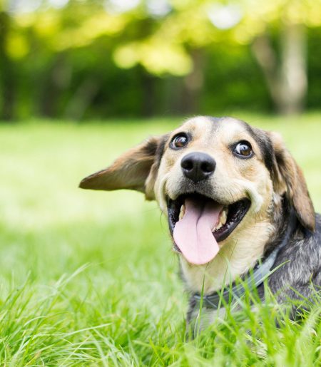 Happy Dog panting in a field